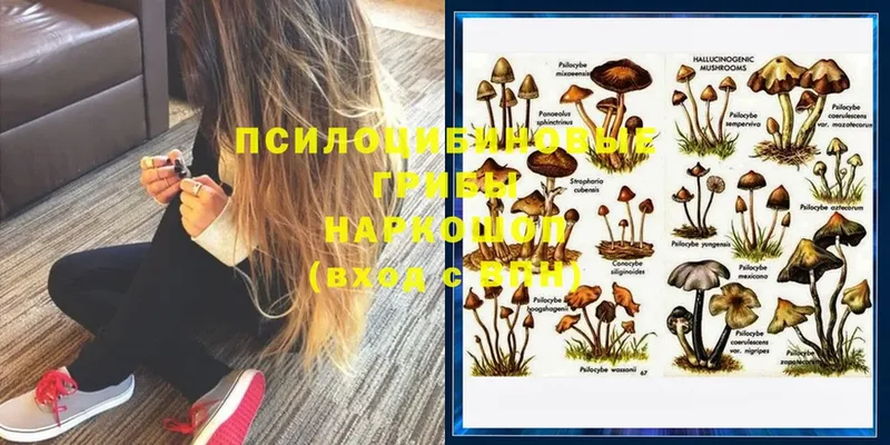 Галлюциногенные грибы Psilocybe  хочу   Беломорск 